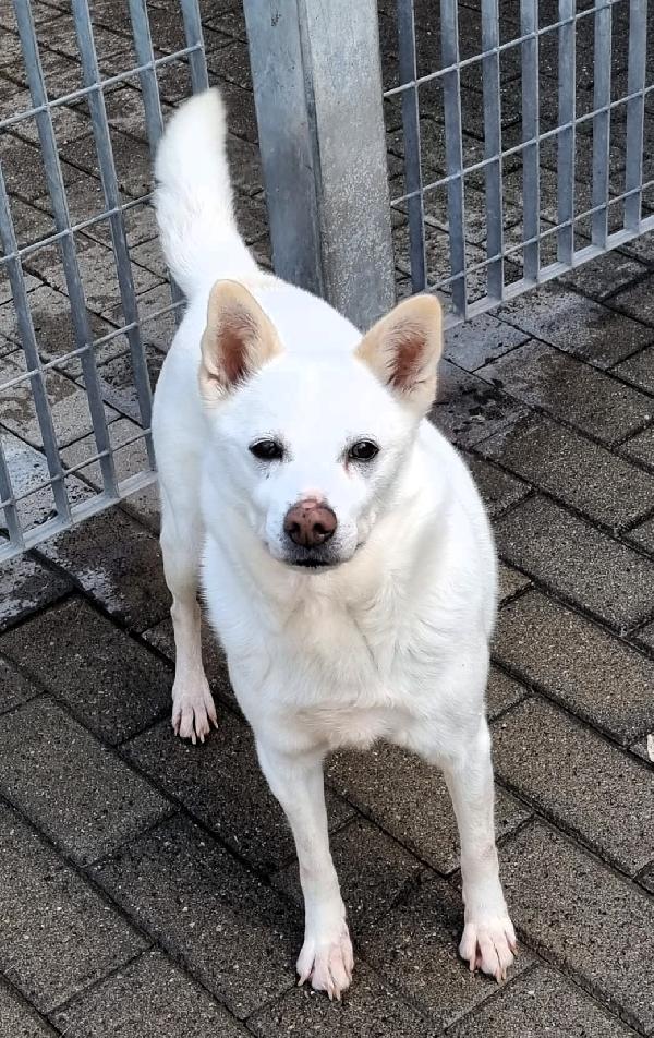 Fox Cagnolino Candido